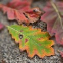 Quercus rubra - Foto 1