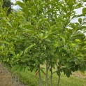 Magnolia 'Soulangeana' - 6