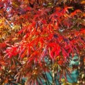 Acer palmatum 'Trompenburg' - Foto 4