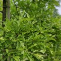 Quercus cerris 'Marmor Star' - 1