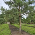 Pinus sylvestris - Foto 2