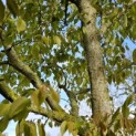 Carpinus Henryana - 3