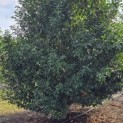 Prunus Lusitanica - 3