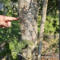 Cedrus deodara 'Aurea' - 2