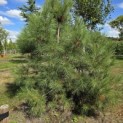Pinus nigra 'Nigra' - 4
