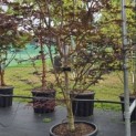 Acer palmatum 'Red Emperor' - 2