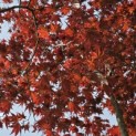 Acer palmatum 'Bloodgood' - 3