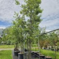 Quercus ilex - 4