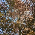 Fagus sylvatica 'Atropunicea' - 1
