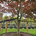 Acer palmatum 'Atropurpureum' - 4