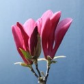 Magnolia 'Susan' - Foto 1