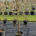 Larix kaempferi 'Diana' - 1