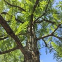Taxodium distichum - 4