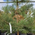 Pinus sylvestris - 3
