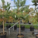 Pinus sylvestris - 2