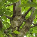 Carpinus betulus - 4