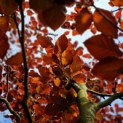 Fagus sylvatica 'Atropunicea' - impressie kleurnuances rode of bruine beuk voorjaarsrood