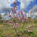 Magnolia 'Susan' - 2