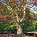 Acer palmatum 'Atrolineare' - 5