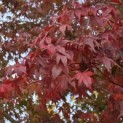 Acer palmatum - 2
