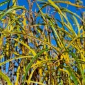 Frangula asplenifolia 'Fine Line' - Foto 1