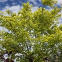 Acer palmatum 'Polymorphum' - 1