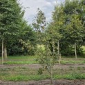Pyrus c. 'Conference' - Foto 1