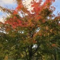 Acer palmatum - Foto 1
