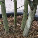 Quercus rubra - Foto 1