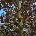 Fagus sylvatica 'Riversii' - juni 2026