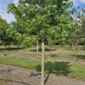 Liquidambar styraciflua - 1