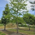Gleditsia triacanthos 'Sunburst' - 1