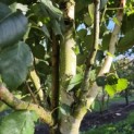 Betula utilis 'Jacquemontii' (Doorenbos) - 3