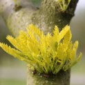 Gleditsia triacanthos 'Sunburst' - 3