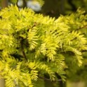 Gleditsia triacanthos 'Sunburst' - 6