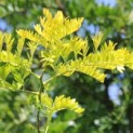 Gleditsia triacanthos 'Sunburst' - 4