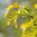 Gleditsia triacanthos 'Sunburst' - 5