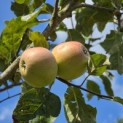 Malus domestica 'Sijden Hempje' - Foto 1