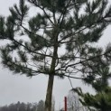 Pinus nigra 'Nigra' - Foto 1