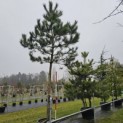 Pinus nigra 'Nigra' - Foto 2