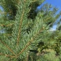 Pinus sylvestris - 2