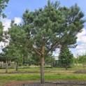 Pinus sylvestris - Foto 1