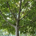Cornus kousa 'Chinensis' - Foto 4