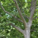 Cornus kousa 'Chinensis' - Foto 3