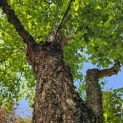 Betula nigra - 8