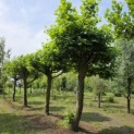 Platanus hispanica - 1