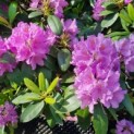 Rhododendron 'Catawbiense Grandiflorum' - Afbeelding 2