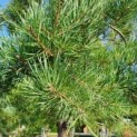 Pinus sylvestris