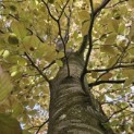 Fagus sylvatica 'Atropunicea' - 4