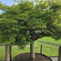 Acer palmatum 'Dissectum' - 3